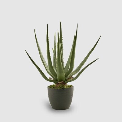 Aloe in Vaso