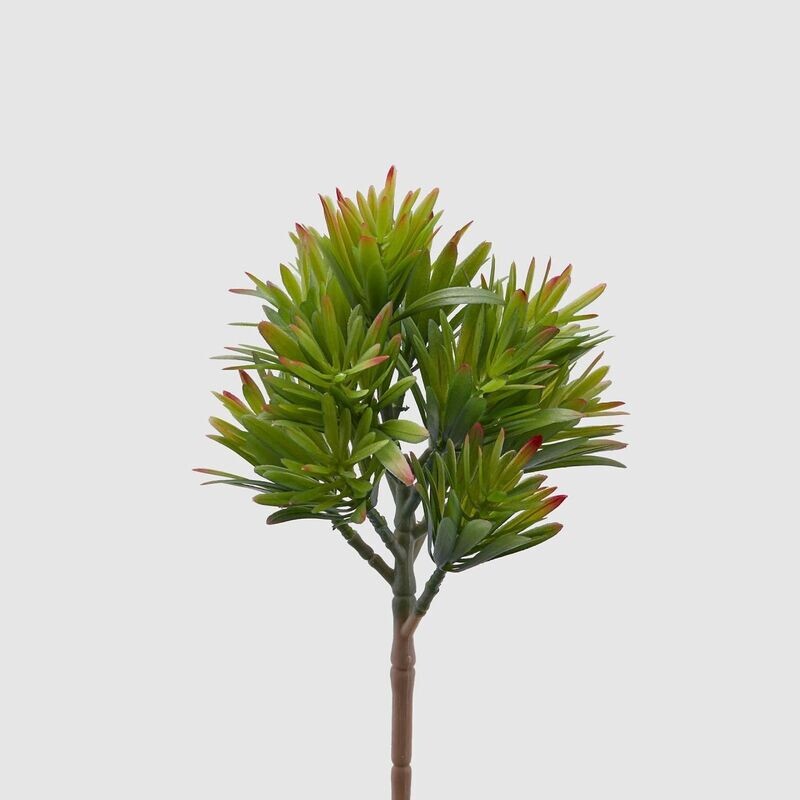 Crassula