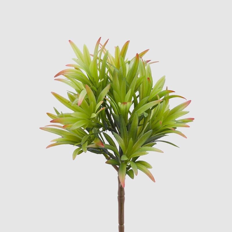 Crassula