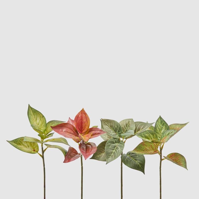 Caladium Ramo