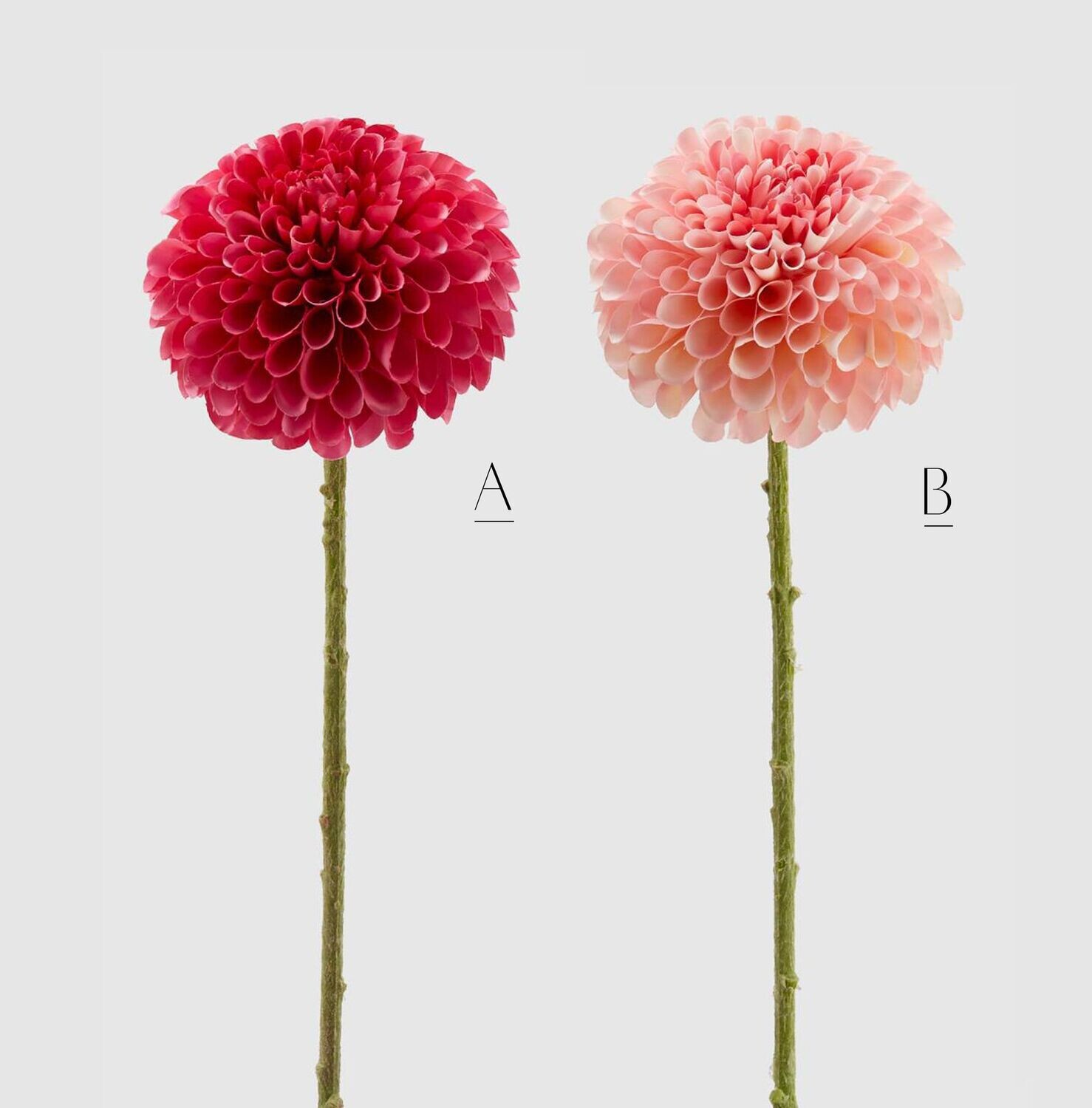 Dalia rex, Colore: Rosa