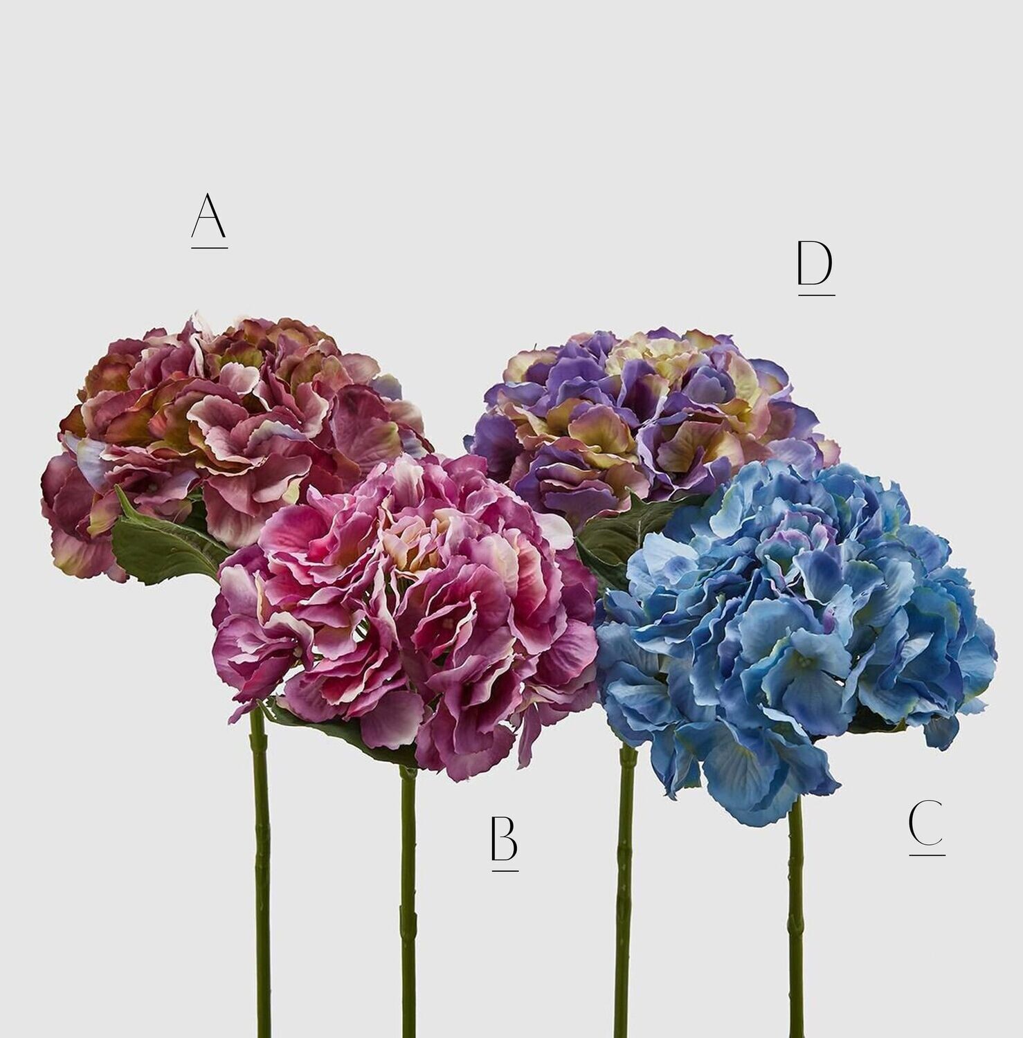 Ortensia Olis, Colore: A.