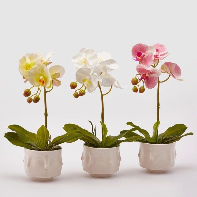Orchidea con vasetto viso