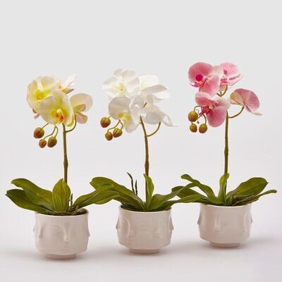 Kit Orchidea