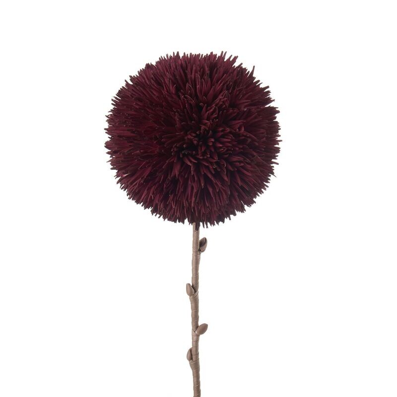 Allium prugna