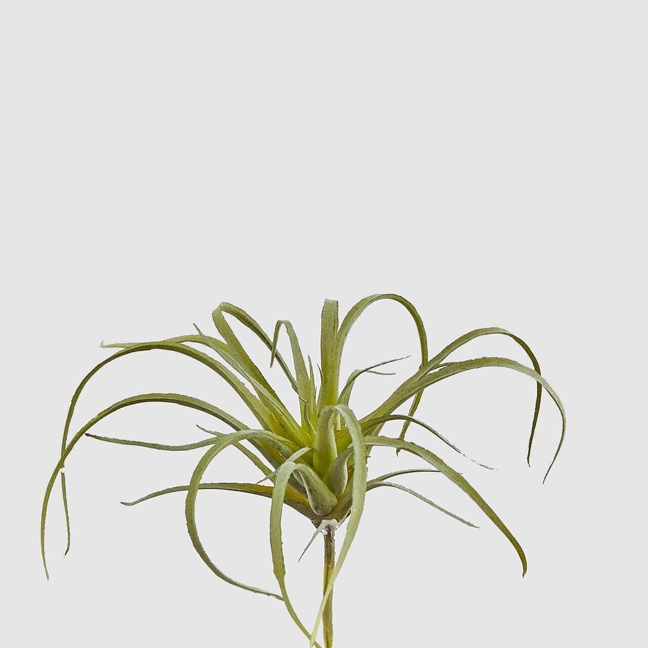 Tillandsia