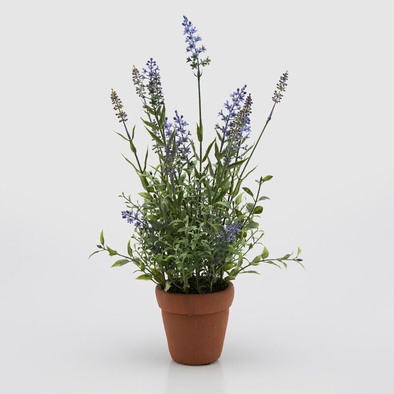 Lavanda West vaso