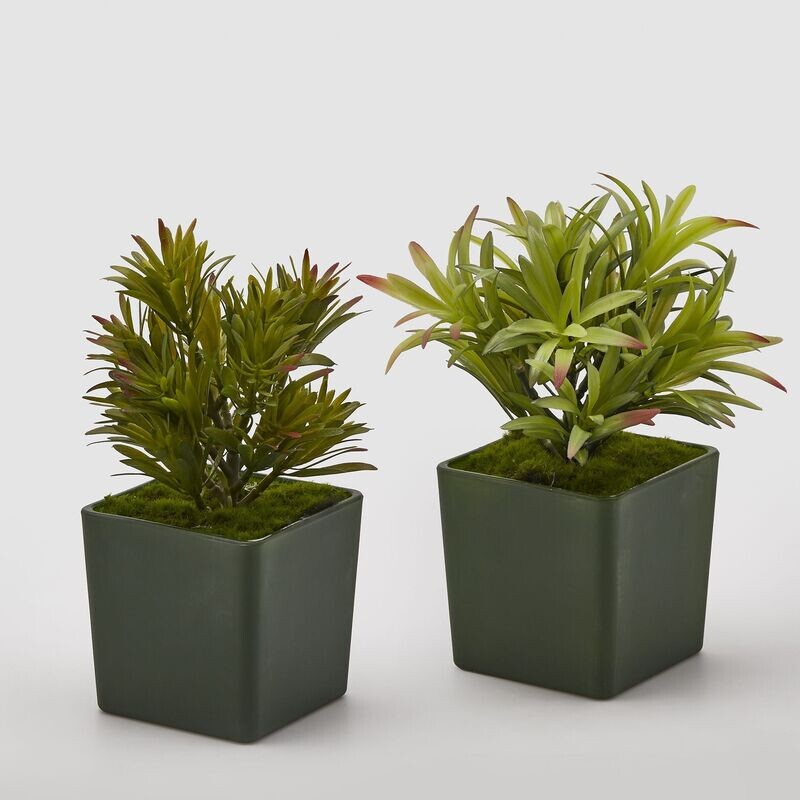 Vaso crassula