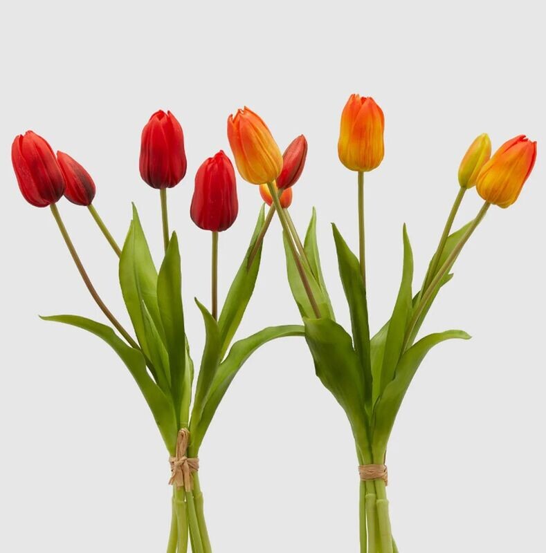 Tulipani Olis