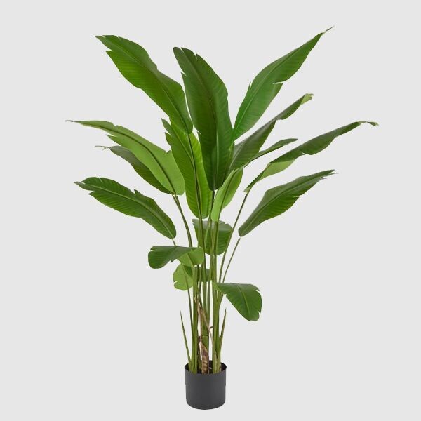 Strelitzia Chic