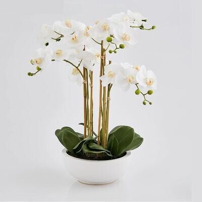 Orchidea vaso Lux