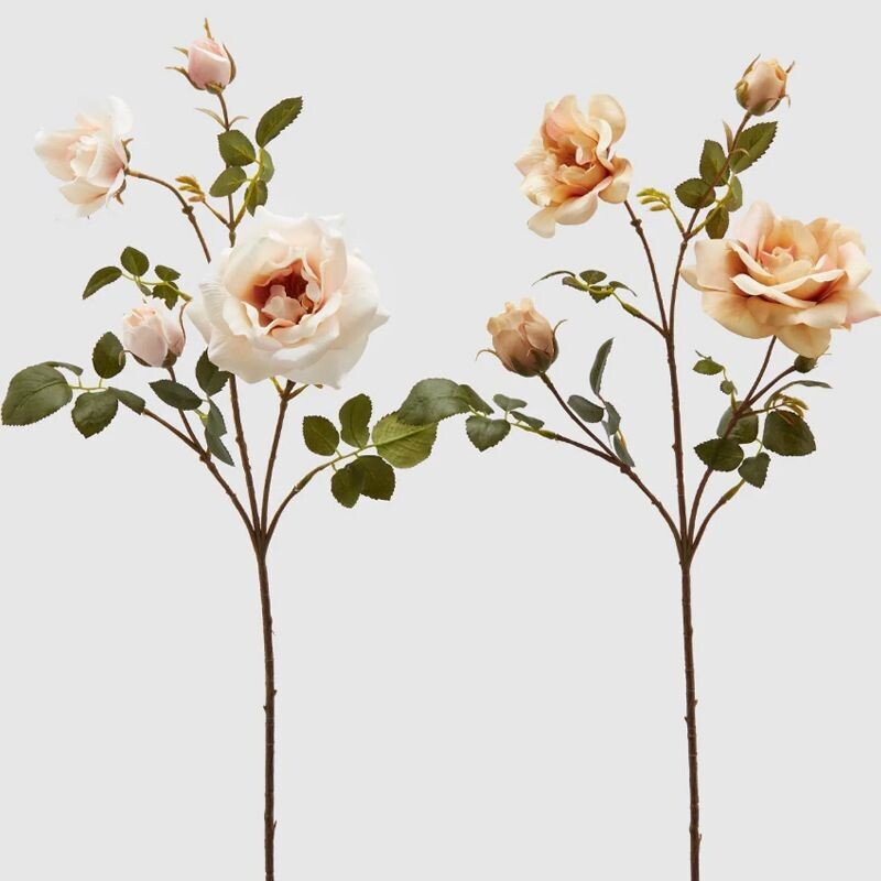 Rosa Rex