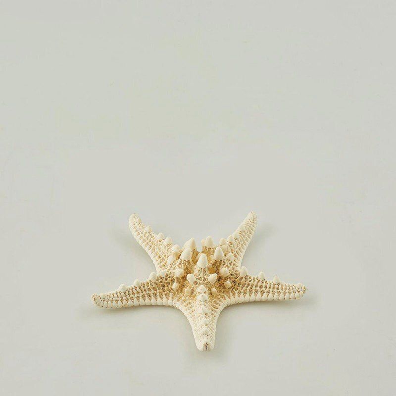 Stella marina Decoro