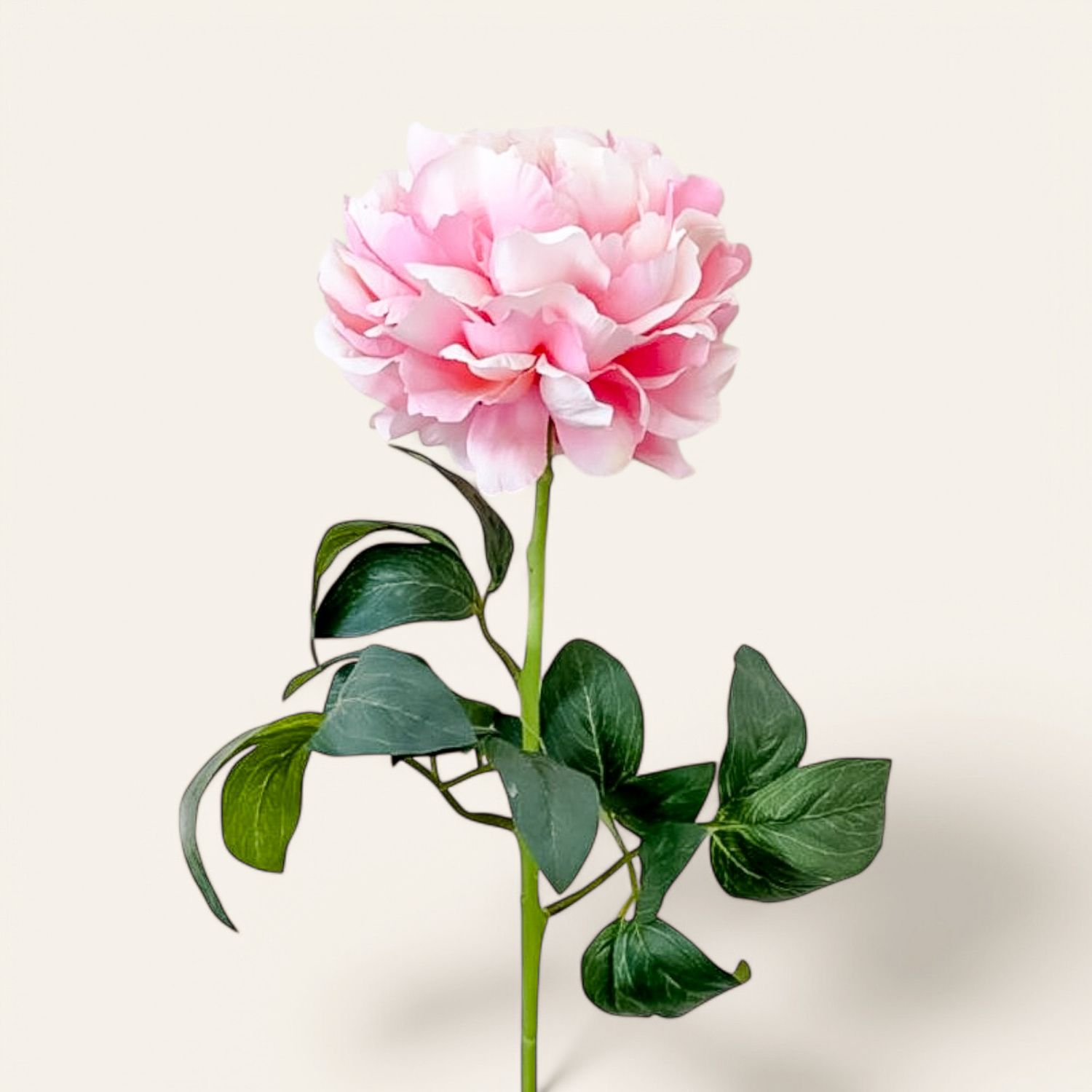 Peonia Rex Rosa