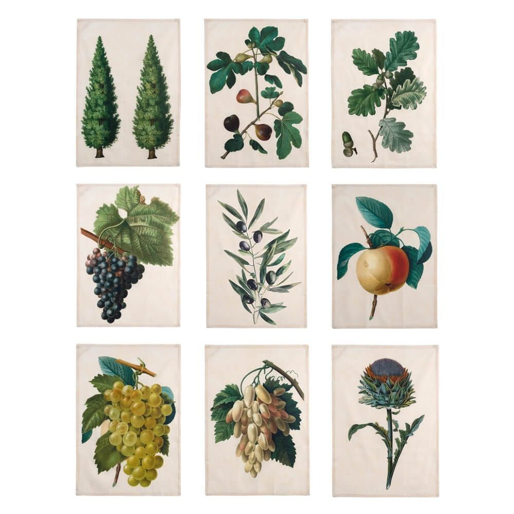 Canovaccio Botanico