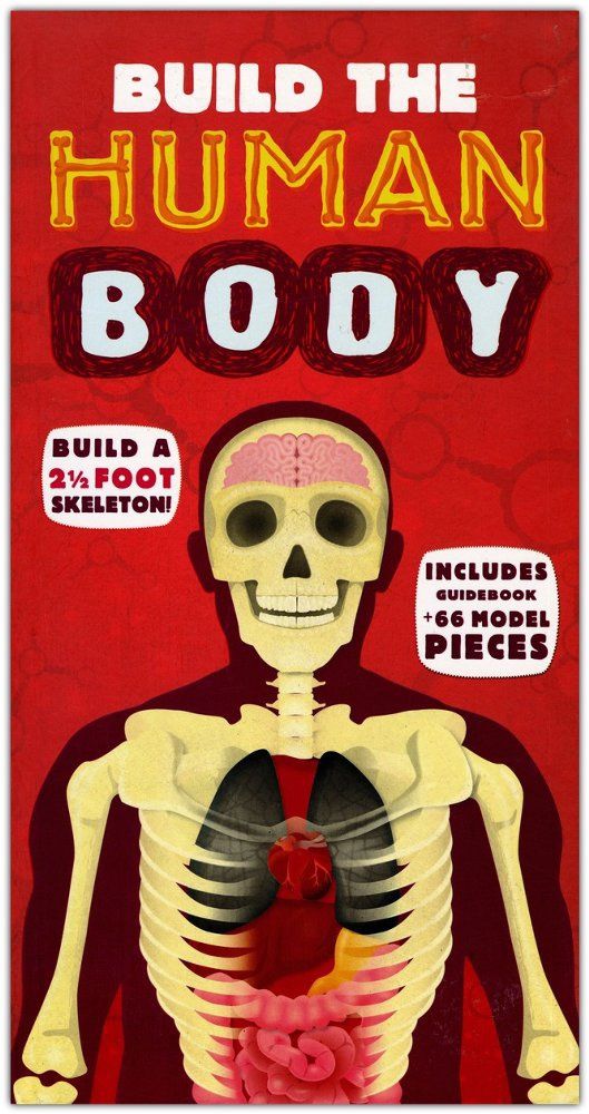 Build the Human Body