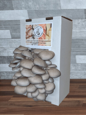 Ready to Grow Blue Oyster Mushroom kit, (Pleurotus ostreatus)