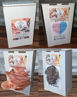 Oyster Mushroom Growing Kit - Valentine Gift Edition, Unique PRE ORDER GIFT