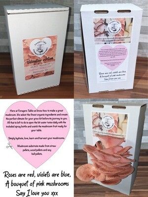 Oyster Mushroom Growing kit Valentine Pink, Unusual Gift PRE ORDER NOW