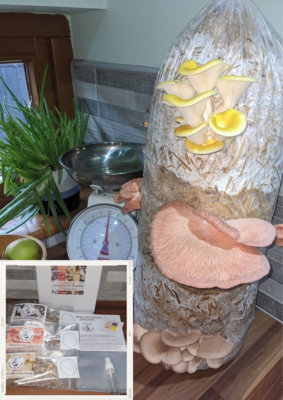 Gift Voucher Oyster Mushroom mixed Straw Log Kit, XX-Large, 1 Meter Long