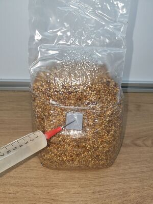 Mushroom Liquid Culture For Spawn / Seed 10ml Professional Strains