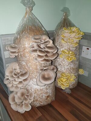Twin Oyster Mushroom Straw Log Growing Kit, XX-Large, 1 Meter Long with living Spawn