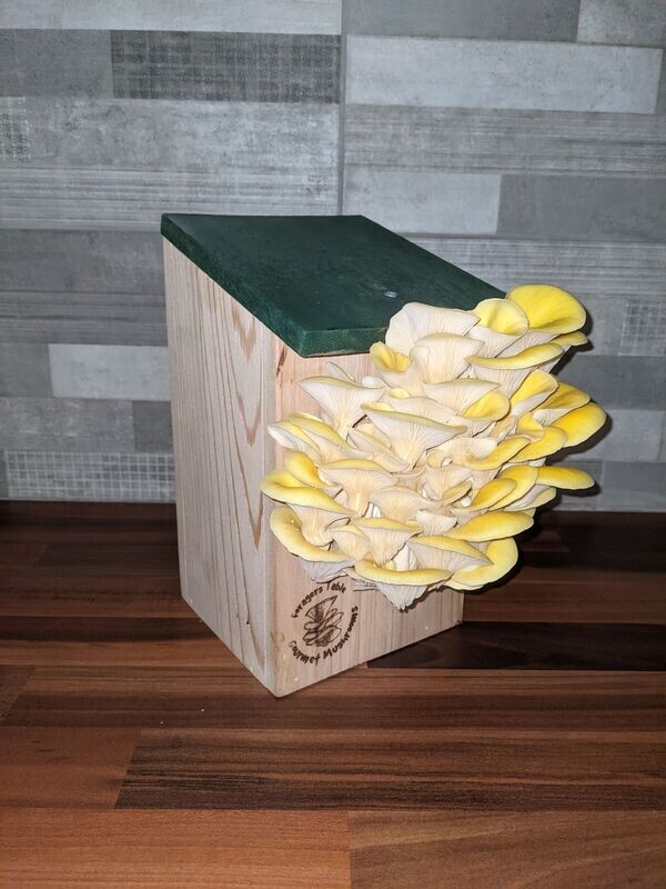 Mushroom Grow Kit, Wild Bird House, Unusual Gift, Ready To Fruit
