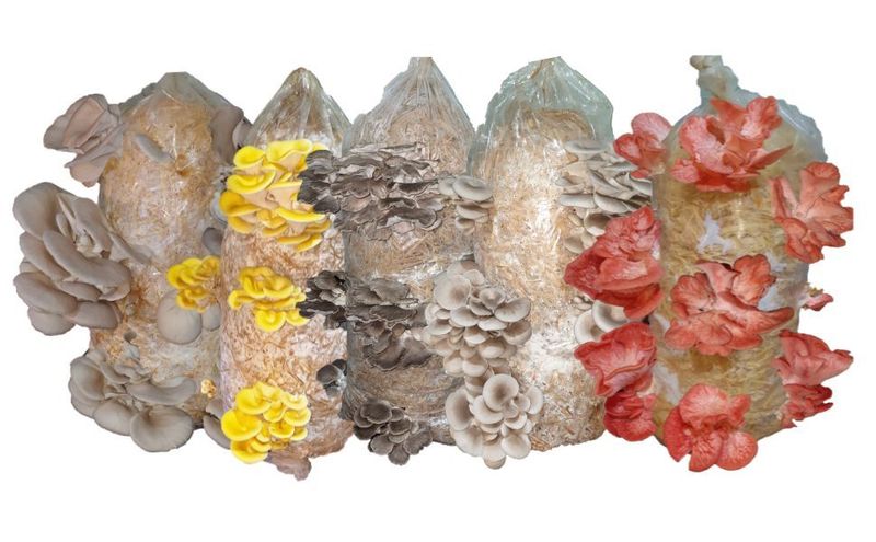 Oyster  Mushroom Straw Log Kits with living Spawn