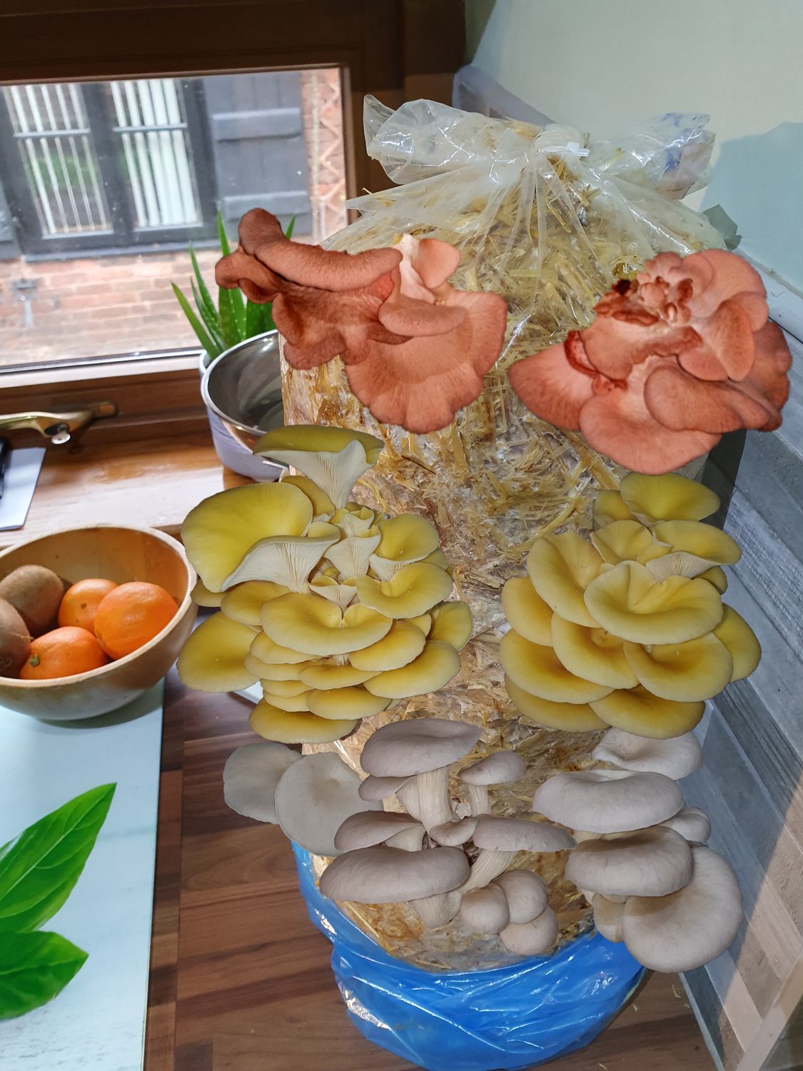 Gift  Oyster Mushroom mixed Straw Log Kit, XX-Large, 1 Meter Long