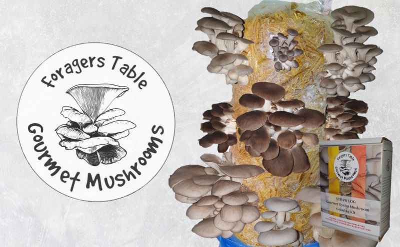 hobbyist & Beginners oyster mushroom Kit Straw Log, Mixed with living Spawn