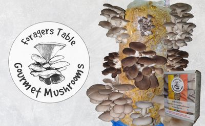 hobbyist & Beginners oyster mushroom Kit Straw Log, Mixed with living Spawn
