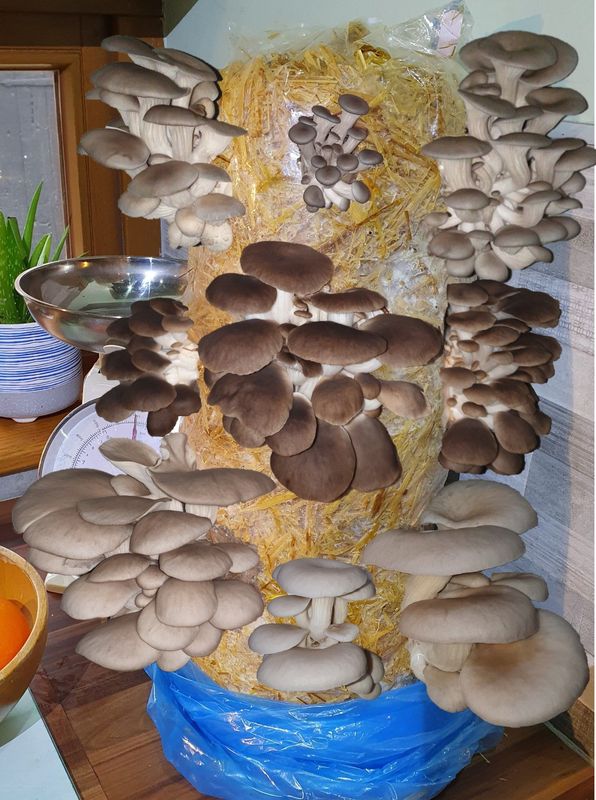 Gift Oyster Mushroom hobbyist & Beginners  mixed Straw Log Kit, XX-Large, 1 Meter Long