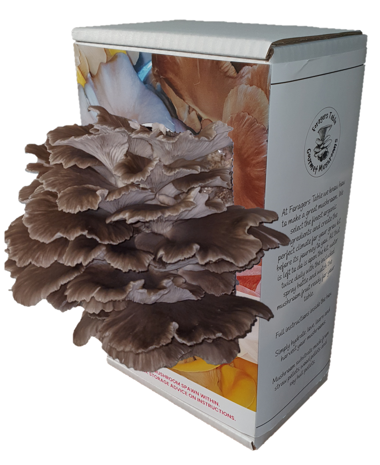 Ready to Grow Phoenix Oyster Mushroom kit, (Pleurotus pulmonarius)