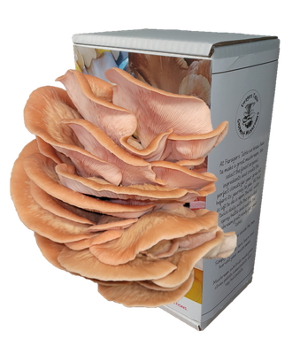 Ready to Grow Pink Oyster Mushroom kit, (Pleurotus djamor)