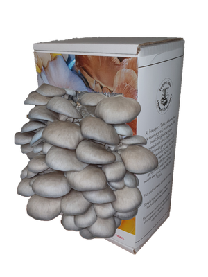 Ready to Grow Blue Oyster Mushroom kit, (Pleurotus ostreatus)
