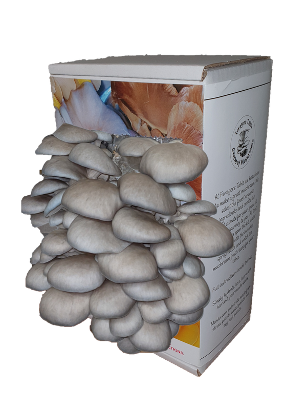 Ready to Grow Blue Oyster Mushroom kit, (Pleurotus ostreatus)