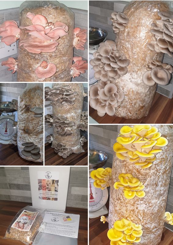 Gift Voucher Oyster Mushroom Straw Log Kit, XX-Large, 1 Meter Long Gift Voucher Oyster Mushroom Straw Log Kit, XX-Large, 1 Meter Long