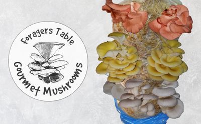 Oyster mushroom Kit Straw Log, Mixed with living Spawn Oyster mushroom Kit Straw Log, Mixed with living Spawn