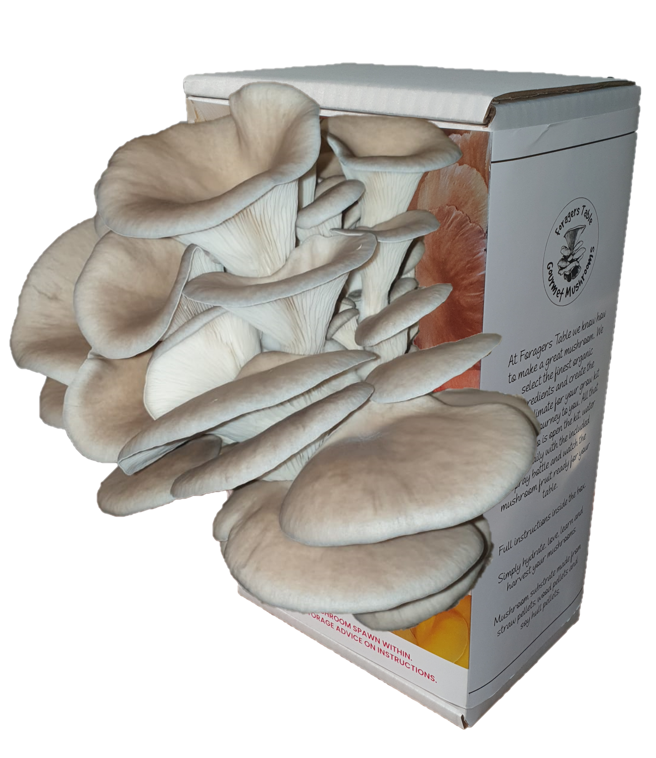 Ready to Grow Florida Oyster Mushroom kit, (Pleurotus ostreatus VAR. Florida) Ready to Grow Florida Oyster Mushroom kit, (Pleurotus ostreatus VAR. Florida)