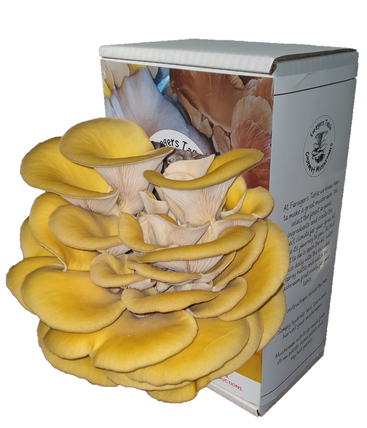 Ready to Grow Gold Oyster Mushroom kit, (Pleurotus citrinopileatus) Ready to Grow Gold Oyster Mushroom kit, (Pleurotus citrinopileatus)