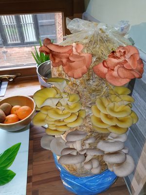 Gift Oyster Mushroom mixed Straw Log Kit, XX-Large, 1 Meter Long Gift Oyster Mushroom mixed Straw Log Kit, XX-Large, 1 Meter Long