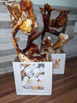 Reishi Mushroom Growing kit - Ready to Grow Mushroom kit, (Ganoderma Multipileum)
