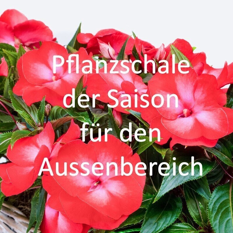 Pflanzschale der Saison für den Außenbereich