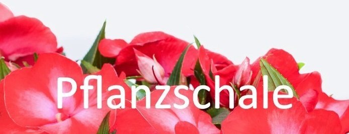 Pflanzschale der Saison für den Außenbereich