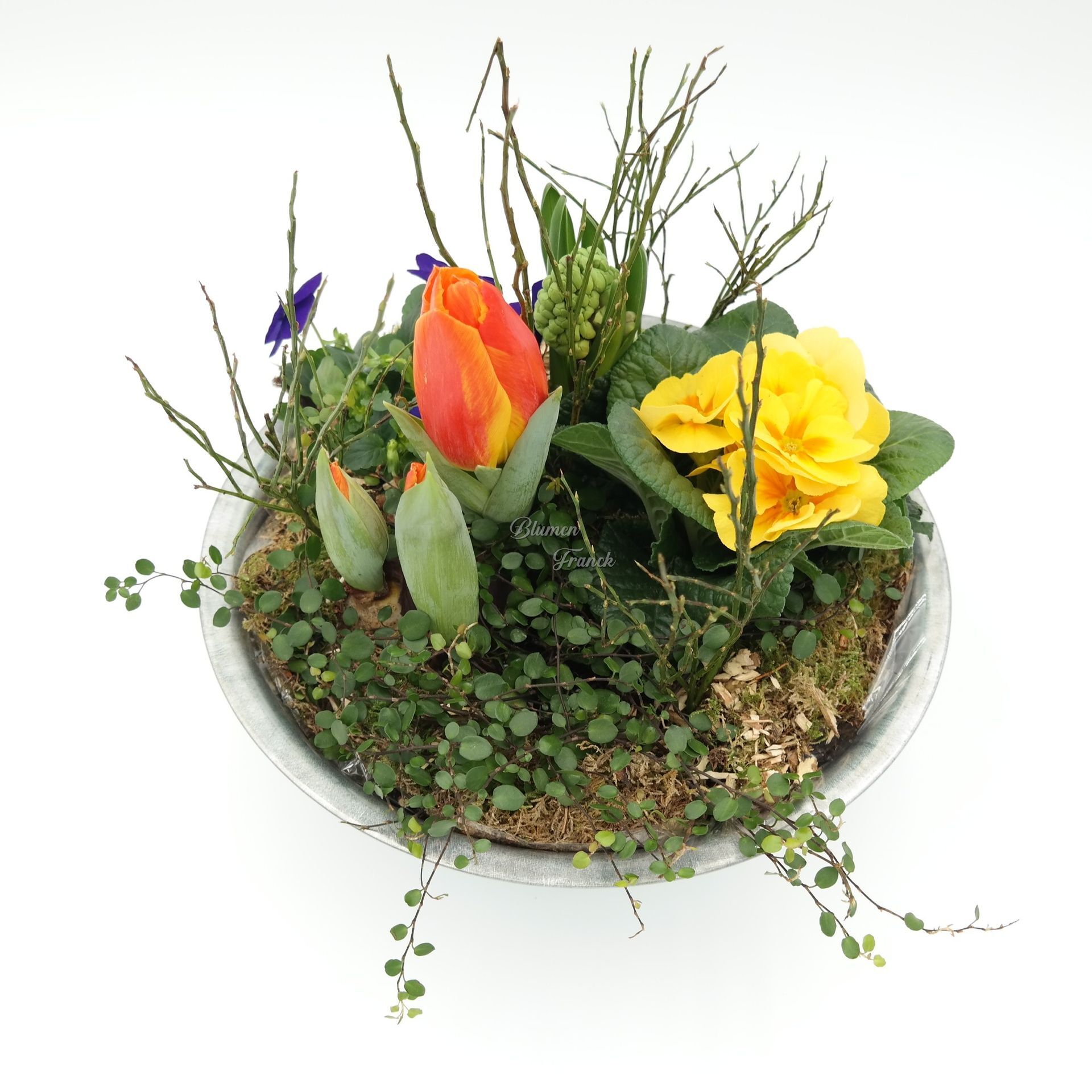 Saisonbepflanzung Frühling mit Pflanzschale