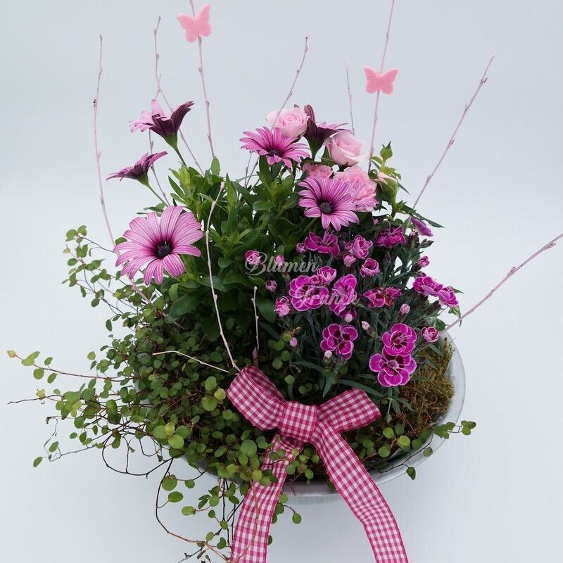 Saisonbepflanzung Sommer mit Pflanzschale