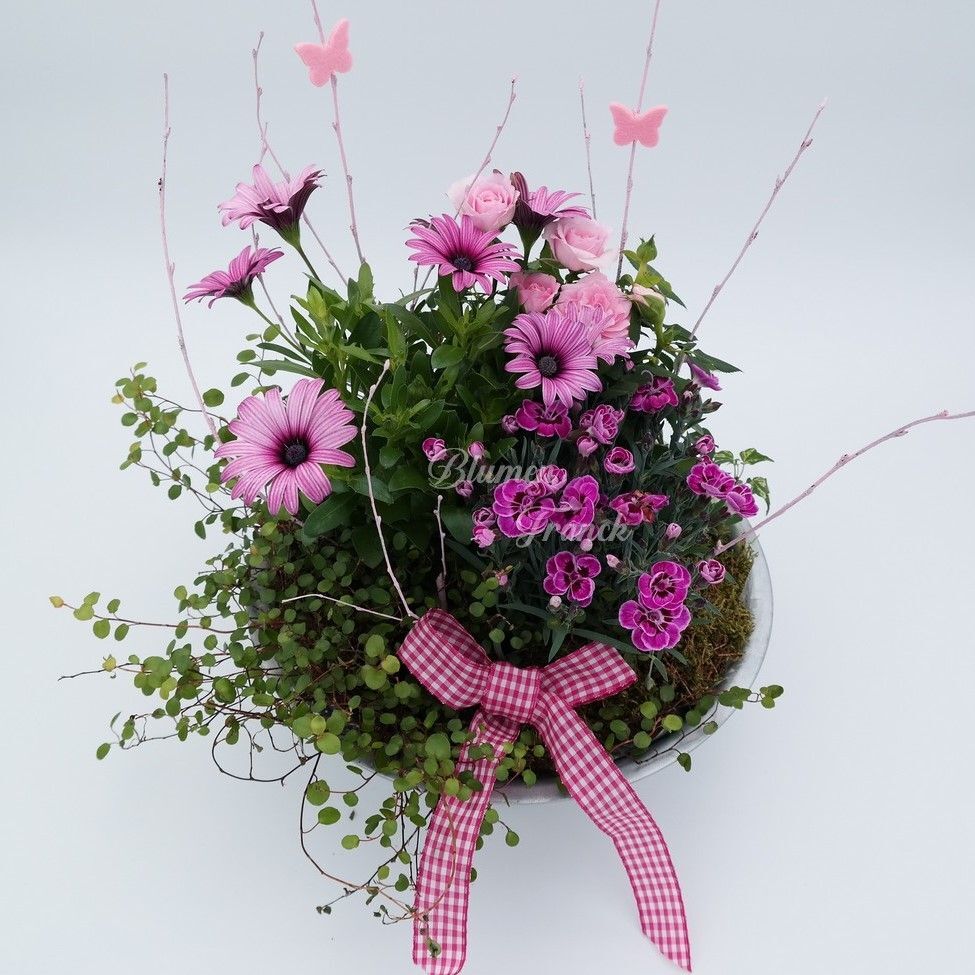 Saisonbepflanzung Sommer mit Pflanzschale