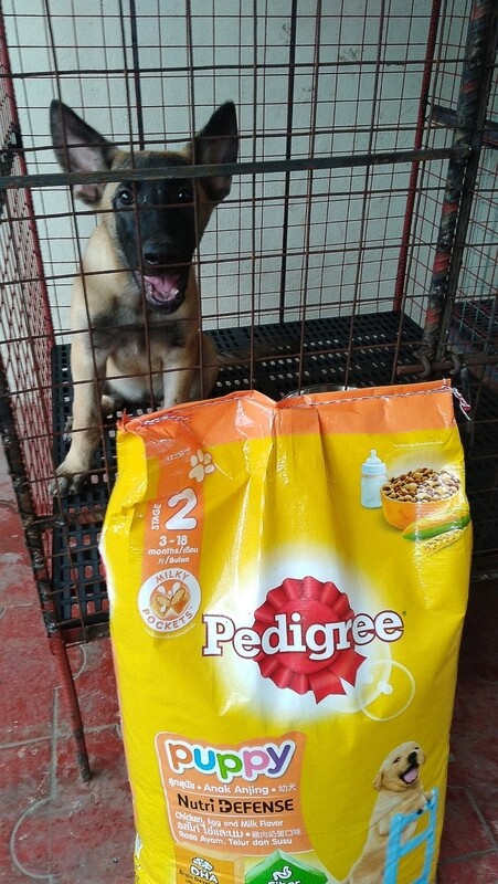 Pedigree - Puppy