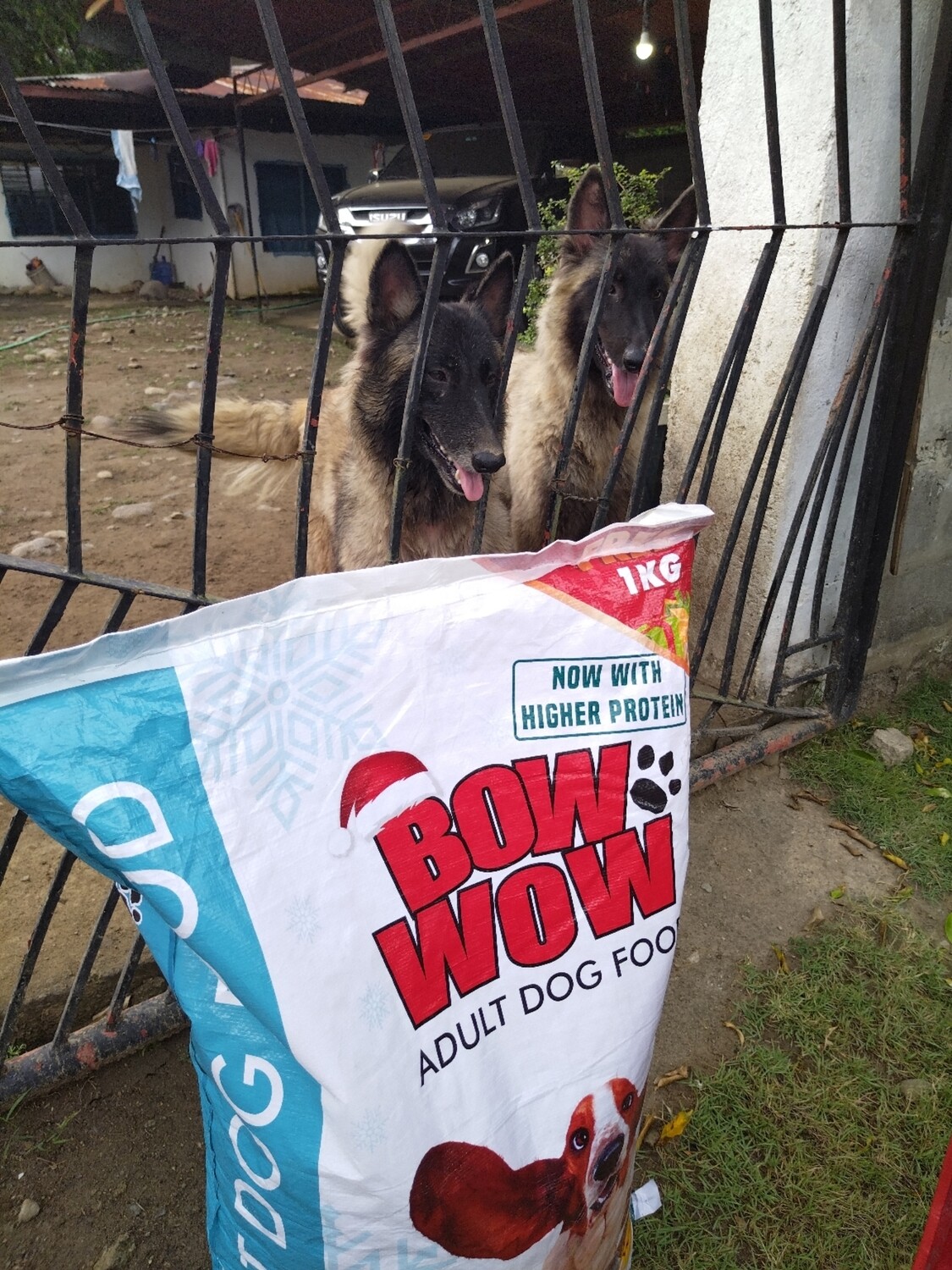 Bow Wow Adult Maintenance