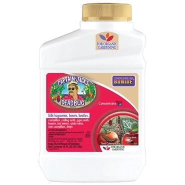 Captain Jacks Deadbug Concentrate